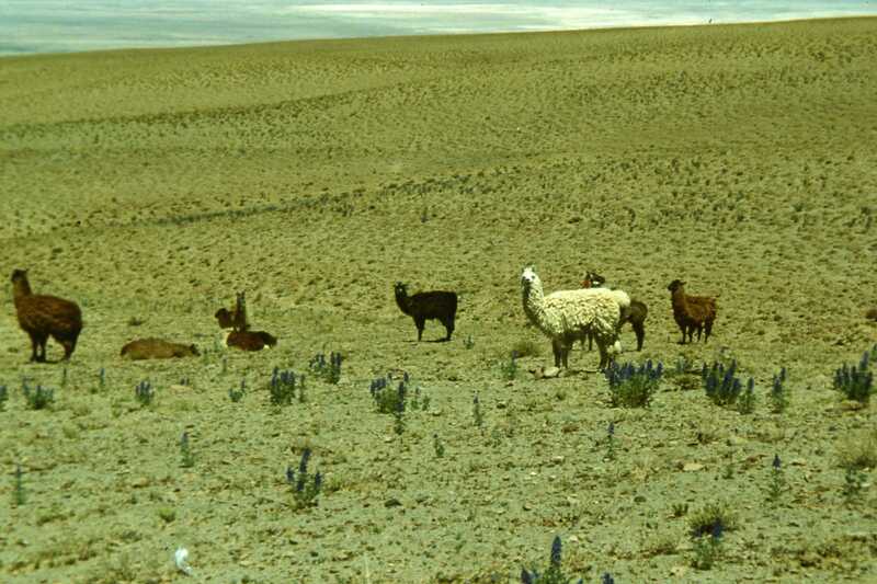 Domestic-llamas-001.jpg