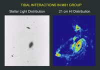 Tidal Interactions in M81 Group