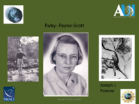 Ruby Payne-Scott (Miller Goss), 8 February 2019