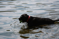 Charlottesville summer picnic, 28 June 2008