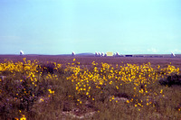 VLA Photos, 1982-1983