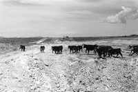 VLA Monthly Progress Report, August 1974 Photo