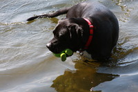 Charlottesville summer picnic, 28 June 2008