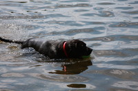 Charlottesville summer picnic, 28 June 2008