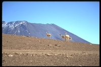 ALMA Site - Volcan Juriques, May 1995