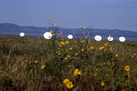 VLA Photos, 1982-1983